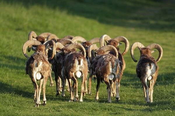 Mouflon - herd of rams from behind - Hessen - Germany