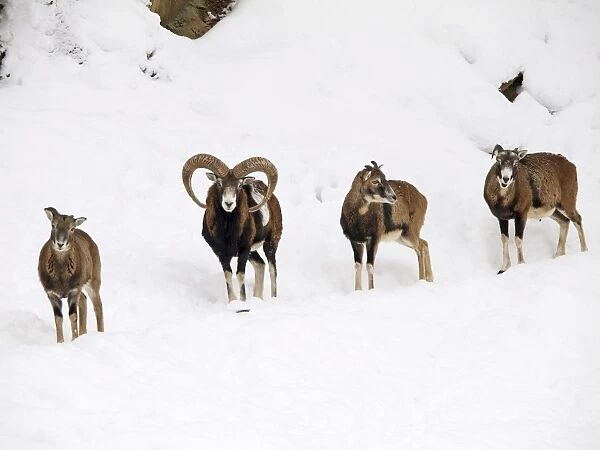 mouflon herd in snow, Germany