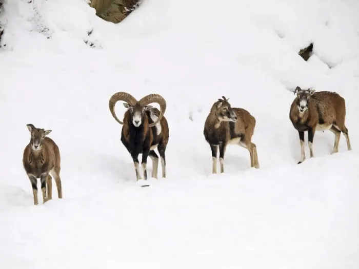 Framed Print : mouflon herd in snow, Germany Framed Print : mouflon herd in snow, Germany