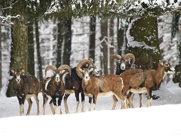 mouflon herd in snow, Germany
