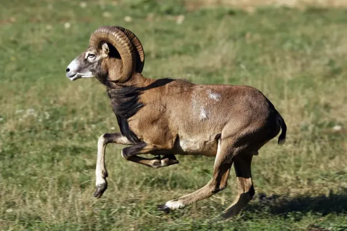 Framed Print : Mouflon - running. France Framed Print : Mouflon - running. France