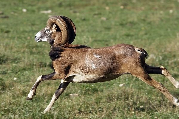 Mouflon - running. France