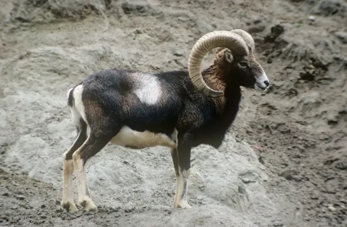 Framed Print : Mouflon Sheep - male Framed Print : Mouflon Sheep - male
