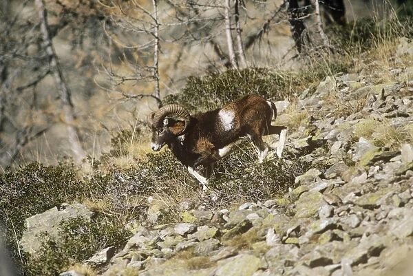 Mouflon Sheep - male Mercantour France