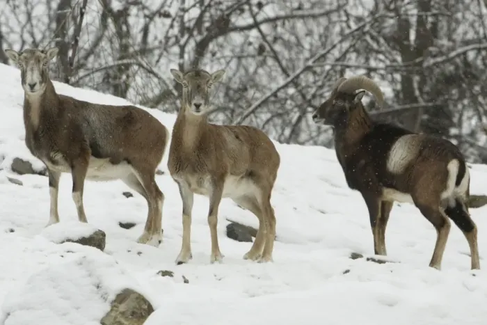 Framed Print : Mouflon Sheep - Ram (right) and ewes in snow covered woodland in winter. Lower Saxony, German Framed Print : Mouflon Sheep - Ram (right) and ewes in snow covered woodland in winter. Lower Saxony, German