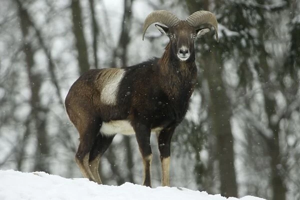Mouflon Sheep - Young ram, on alert in snow covered woodland in winter Lower Saxony, Germany