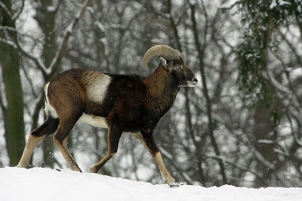 Mouflon Sheep - Young ram running through snow covered woodland in winter. Lower Saxony, Germany