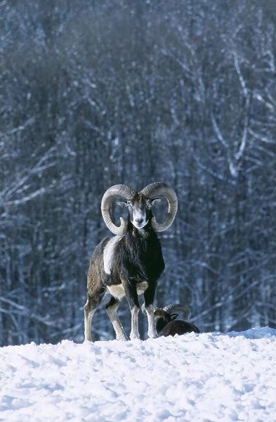 Mouflon SM 128 Ovis musimon © Stefan Meyers  /  ARDEA LONDON