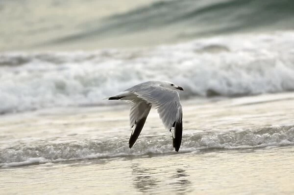 Moulting adult Audouins Gull In flight - Southern Spain September