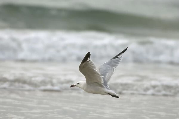Moulting adult Audouins Gull In flight - Southern Spain September