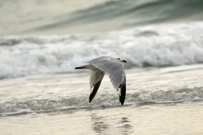 Framed Print : Moulting adult Audouins Gull In flight - Southern Spain September Framed Print : Moulting adult Audouins Gull In flight - Southern Spain September