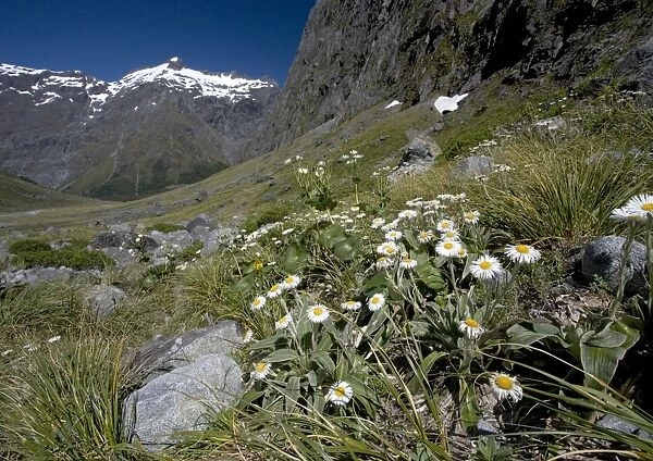 Mount Cook lily (Ranunculus lyalii) and Large Mountain Daisy in the Gertrude valley, Fiordland National Park, South Island, New Zealand