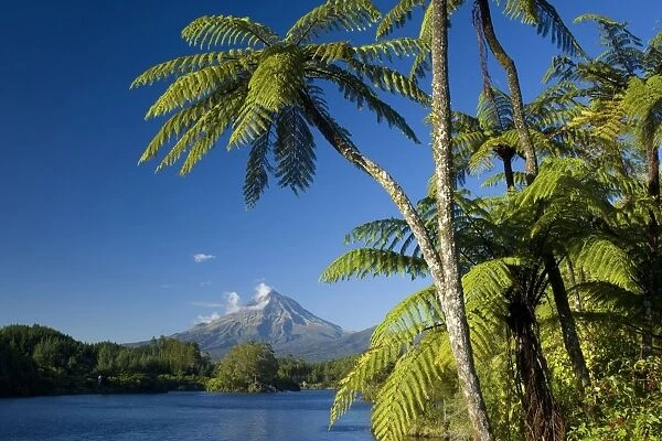 Mount Egmont lake, tree ferns and perfectly cone-shaped volcanoe Mt Egmont also called Mt Taranaki Taranaki, North Island, New Zealand