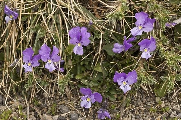 Mount Etna Violet (pansy), Viola aetnensis. On Mt. Etna, Sicily