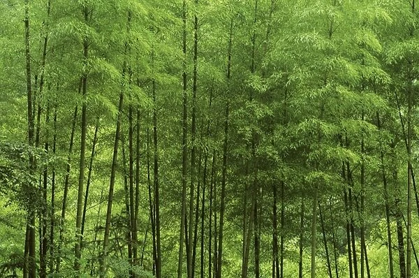 Mount Huangshan ‘The Yellow Mountains Bamboo forest on foothills, Anhui Province, China JPF38269