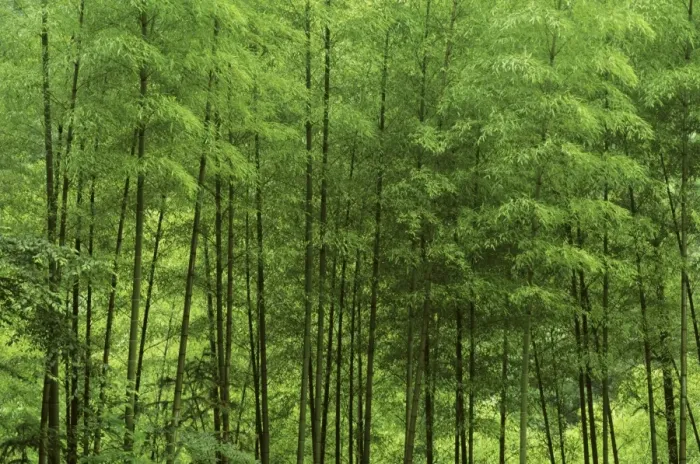 Framed Print : Mount Huangshan ‘The Yellow Mountains Bamboo forest on foothills, Anhui Province, China JPF38269 Framed Print : Mount Huangshan ‘The Yellow Mountains Bamboo forest on foothills, Anhui Province, China JPF38269