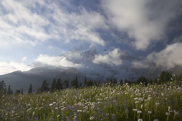Mount Rainier and alpine meadows Paradise, Mount Rainier NP, Washington State, USA LA001335