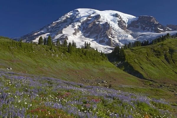 Mount Rainier and alpine meadows Paradise, Mount Rainier NP, Washington State, USA LA001295