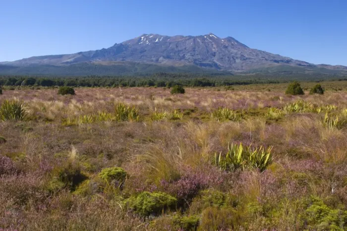 Framed Print : Mount Ruapehu blooming heather in autumn with Mount Ruapehu, which is the highest mountain on the North Island, rising up out of the plains Tongariro National Park, Tongariro World Heritage Area, North Island, New Zealand