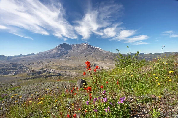 Mount St Helens volcano with flowers in foreground Mount St Helens National Monument Washington State, USA LA001128