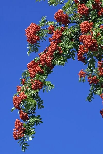 Mountain Ash or Rowan Tree - ripe berries on tree in autumn, Hessen, Germany