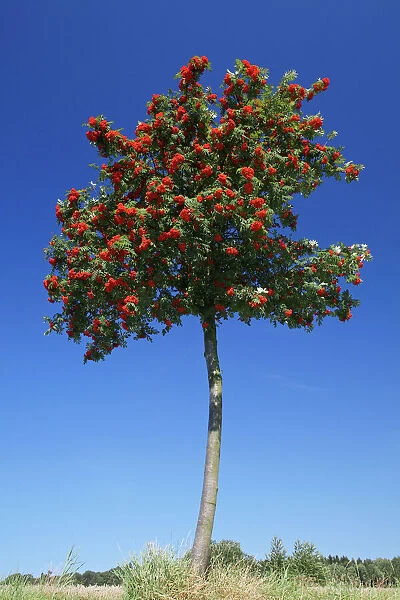Mountain Ash  /  Rowan Tree- with ripened berries, Lower Saxony, Germany