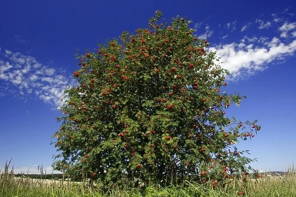 Mountain Ash, Rowan Tree - with ripened berries, autumn, Hessen, Germany