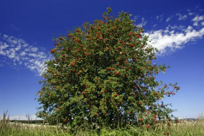 Framed Print : Mountain Ash, Rowan Tree - with ripened berries, autumn, Hessen, Germany Framed Print : Mountain Ash, Rowan Tree - with ripened berries, autumn, Hessen, Germany
