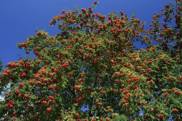 Mountain Ash, Rowan Tree - with ripened berries, autumn, Hessen, Germany