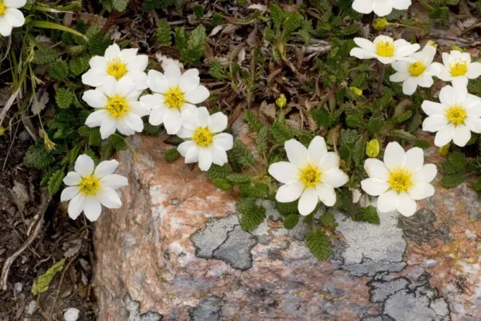 Framed Print : Mountain Avens (Dryas octopetala); arctic-alpine Framed Print : Mountain Avens (Dryas octopetala); arctic-alpine