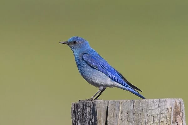 Mountain Bluebird - adult male in summer - July in Wyoming - USA