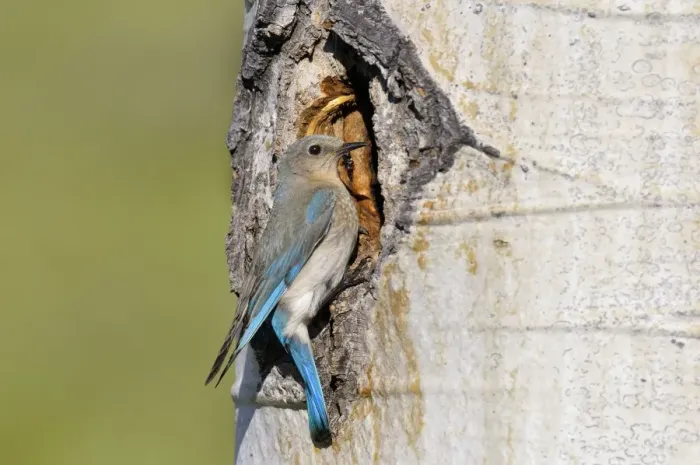 Framed Print : Mountain Bluebird - female at nest cavity in aspen tree - Western U. S. - June _D3C4047 Framed Print : Mountain Bluebird - female at nest cavity in aspen tree - Western U. S. - June _D3C4047