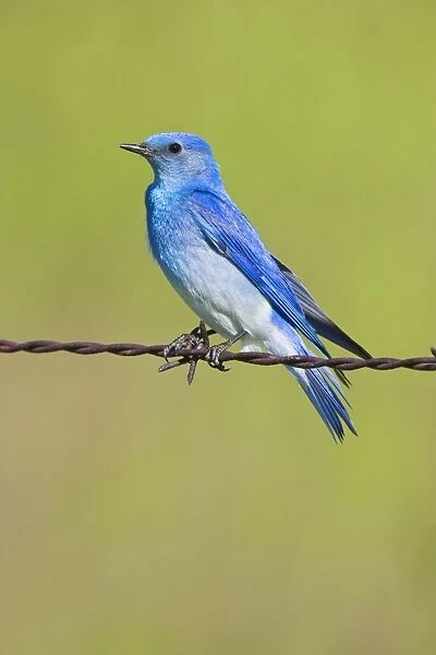Mountain Bluebird male, Sialia currucoides. Montana in June