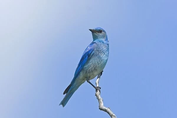 Mountain Bluebird male, Sialia currucoides. Washington in July