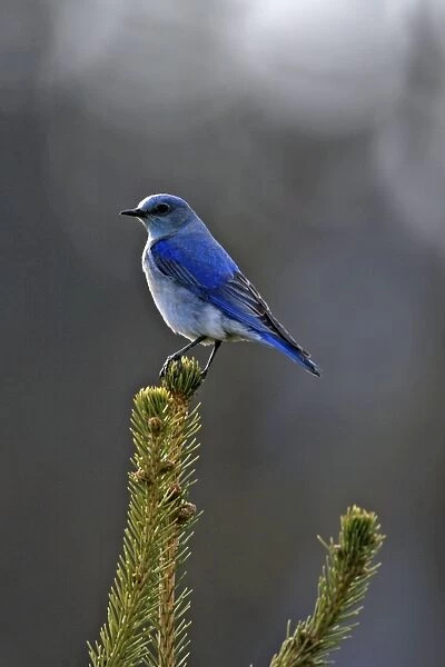 Mountain Bluebird male sitting on top of spruce tree