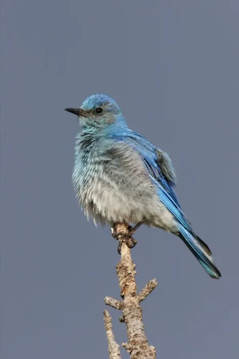 Framed Print : Mountain Bluebird Yellowstone National Park, USA Framed Print : Mountain Bluebird Yellowstone National Park, USA