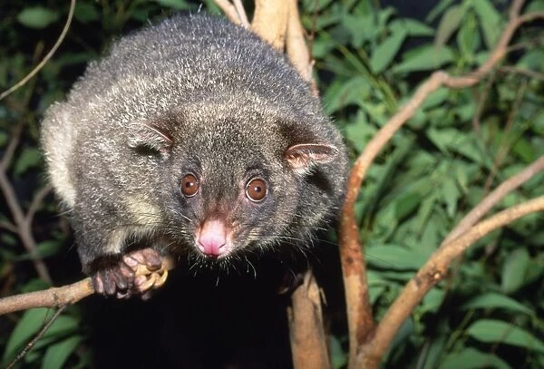 Mountain Brushtail Possum - on Eucalyptus branch Southern Queensland to Southern Victoria, Australia
