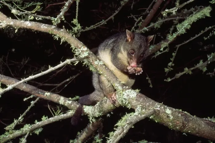 Framed Print : Mountain Brushtail Possum South East Australia Framed Print : Mountain Brushtail Possum South East Australia