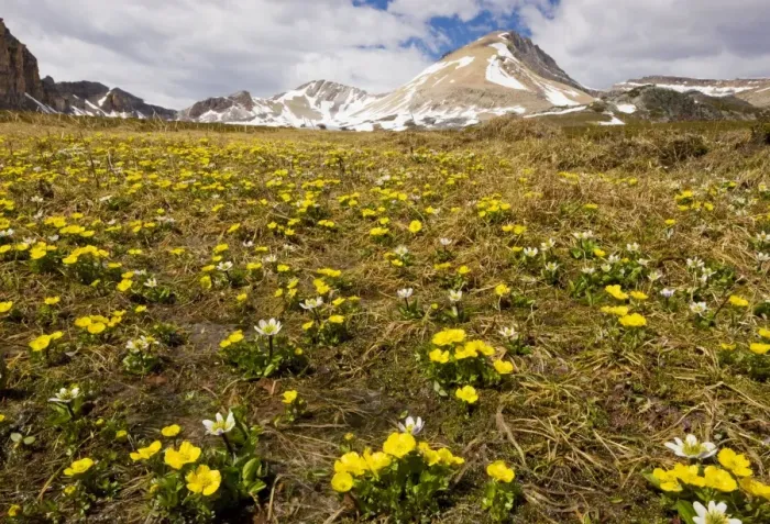 Framed Print : Mountain Buttercup and Mountain Marsh-Marigold, below Helen Lake, Banff National Park, Rockies, Canada Framed Print : Mountain Buttercup and Mountain Marsh-Marigold, below Helen Lake, Banff National Park, Rockies, Canada