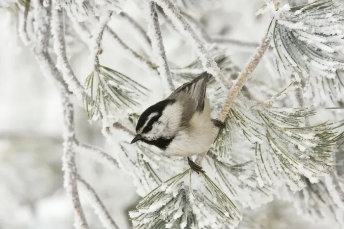Framed Print : Mountain Chickadee. Sandia Crest, New Mexico in February. USA Framed Print : Mountain Chickadee. Sandia Crest, New Mexico in February. USA