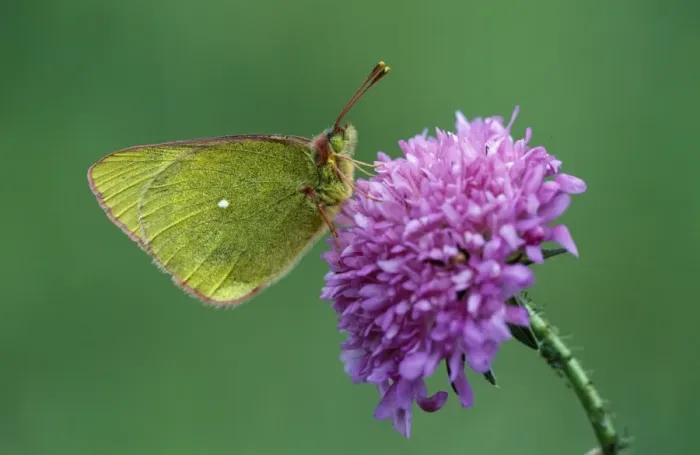 Framed Print : Mountain Clouded Yellow Butterfly Italian Alps Framed Print : Mountain Clouded Yellow Butterfly Italian Alps