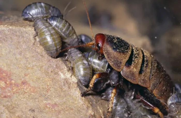 Framed Print : Mountain Cockroach - female nymphs 1-2 hours old South Africa