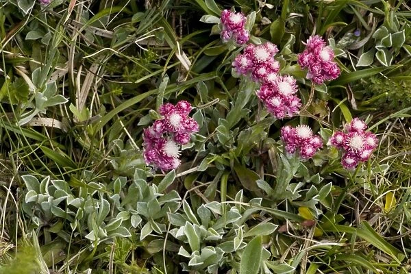 Mountain everlasting, female flower (Antennaria dioica). N. Europe