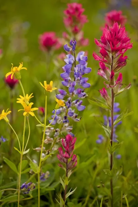 Framed Print : Mountain flowers - broadleaf Arnica, Magenta Paintbrush, lupins etc; Mount Rainier National Park, Washington, USA, North America Framed Print : Mountain flowers - broadleaf Arnica, Magenta Paintbrush, lupins etc; Mount Rainier National Park, Washington, USA, North America