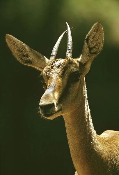 Mountain Gazelle - vulnerable species. Portrait, Arabian Peninsula JPF23382