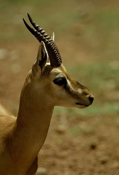 Mountain gazelle - vulnerable species. Portrait, Arabian Peninsula JPF23386