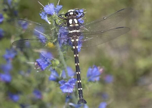 Mountain giant dragonfly, male; South Island, New Zealand