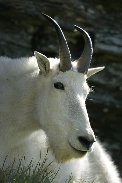 Mountain Goat - Adult Male -Inhabits high mountain ranges from SE Alaska through British Columbia to Washington and the Rockies of Montana and Idaho-Introduced populations in Oregon