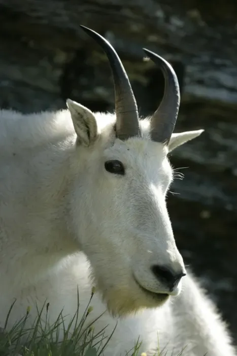 Framed Print : Mountain Goat - Adult Male -Inhabits high mountain ranges from SE Alaska through British Columbia to Washington and the Rockies of Montana and Idaho-Introduced populations in Oregon Framed Print : Mountain Goat - Adult Male -Inhabits high mountain ranges from SE Alaska through British Columbia to Washington and the Rockies of Montana and Idaho-Introduced populations in Oregon