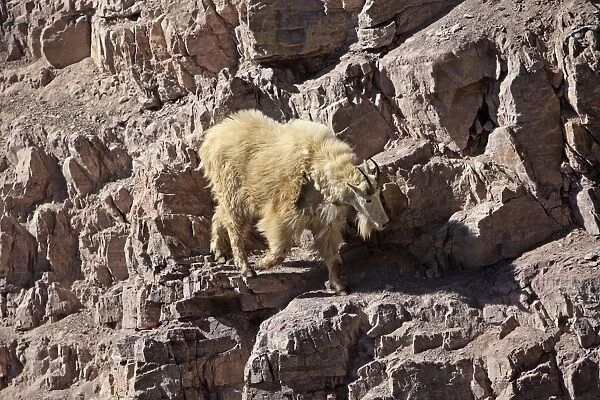 Mountain Goat - climbing on rocks. Montana - USA
